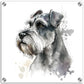 Miniature Schnauzer (c) Dog  Watercolor Acrylic Print