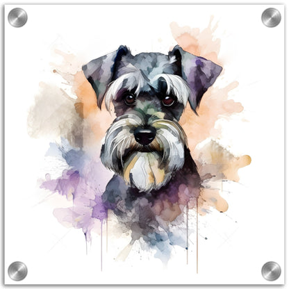 Miniature Schnauzer (b) Dog  Watercolor Acrylic Print